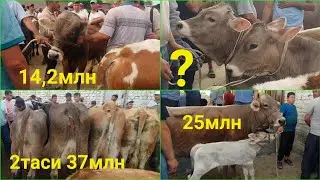 9.06.2023 Кашкадарё в, Китоб тумани, Китоб мол бозори. Чорва моллари нархлари. Каналга обуна булинг.