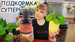 Супер Йод для Комнатных Растений. Лучшие рецепты подкормок!