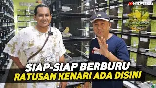 YG DITUNGGU‼️MUSIM KENARI 2024 KEMBALI DI MULAI PUSAT KENARI IMPORT SOLORAYA