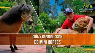 Caracteristicas de la Cria y Reproduccion de Mini Horses - TvAgro por Juan Gonzalo Angel