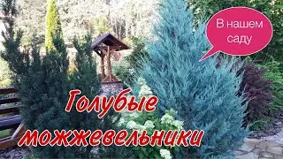 Голубые можжевельники в нашем саду.Вертикальные  и горизонтальные можжевельники