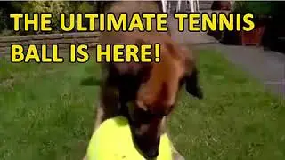 Giant Fun Tennis Ball For Pets