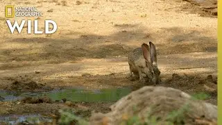 Harriss Hawks Hunt a Jackrabbit | The Desert Sea