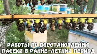 Работы по по восстановлению пасеки в ранне-летний период