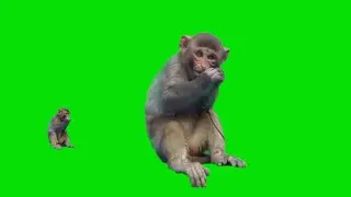 monkey green screen video 🙊 monkey green screen no copyright 🙊monkey green screen cartoon 🙊 #monkey