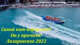 Кит вернулся!  Он теперь живет у причала! Лето 2022  🌴ЛАЗАРЕВСКОЕ СЕГОДНЯ🌴СОЧИ.