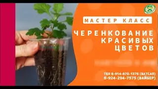 Мастер Класс по летнему черенкованию  Фрагмент. Долгих Анна