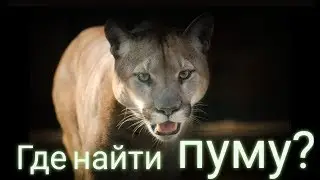 Red Dead Redemption 2 - Где найти пуму?