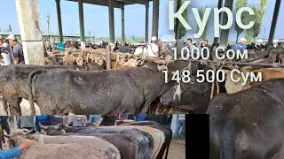 Кыргызстан Учкун мол бозори Букалар нархлари узимга гибрит олдим 2 та