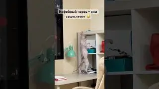 Кофейный червь существует 