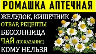 РОМАШКА АПТЕЧНАЯ ГЛАВНОЕ: лечение желудка, кишечника ЖКТ, как пить  рецепты , кому нельзя чай польза