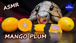 Relaxing ASMR Mukbang Eating Mango Plum 🥭 Turtle Tortoise 158