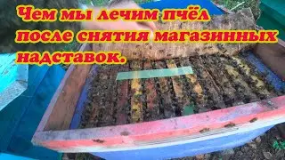 ЧЕМ МЫ ЛЕЧИМ ПЧЁЛ ОТ КЛЕЩА ПОСЛЕ СНЯТИЯ МЕДОВЫХ НАДСТАВОК