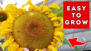 Sunflowers - SUPER Easy To Grow - FUN Garden Project   🌺