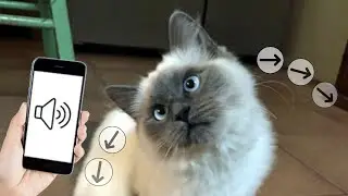 Sounds That Will Make Your Cat Tilt Their Head (GUARANTEED)