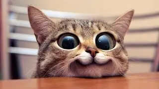 FUNNIEST CAT VIDEOS 2024 COMPILATION 😂 Funny Cats 13 😺 #funny #pet #cat #foryou #viral #viralvideo