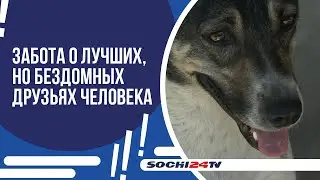 В СОЧИ СТЕРИЛИЗУЮТ И ПРИВИВАЮТ БЕЗДОМНЫХ СОБАК