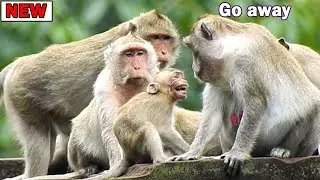 Stop milk! mom terrible tired/Janna surprise scare& serious cry while Jane look warn stop steal milk