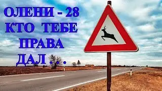 Олени-28 - Кто тебе права дал...???