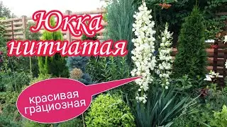 Юкка нитчатая.Красивая.Неприхотливые растения.Красивый сад своими руками. Ландшафтный дизайн.Дача.