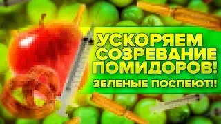 ЗЕЛЕНЫЕ ПОМИДОРЫ ПОСПЕЮТ, ЕСЛИ СДЕЛАТЬ ЭТО!