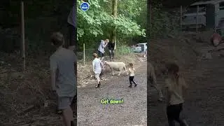 Sheep chases innocent bystander! 🤣