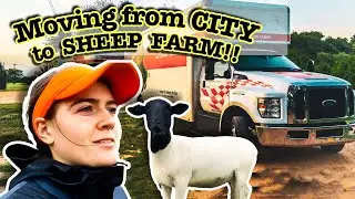 How I Left the CITY and Started a SHEEP FARM