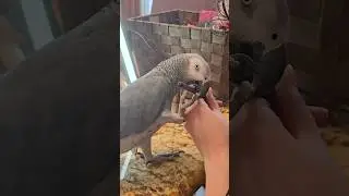 My Parrot Wants a Makeover  💋
