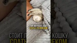 Кошка в кровати: стоит ли пускать её спать с человеком? #cat #уходзакошками #кот #котики #кошки