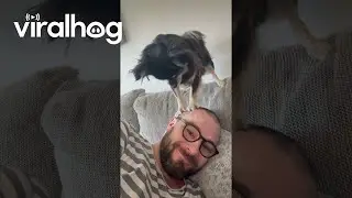 Little Dog Gives Head Massage || ViralHog