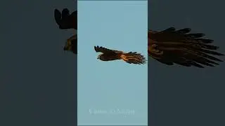 Пустельга в полете / Kestrel in flight