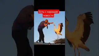 Аистёнок, который хотел жить