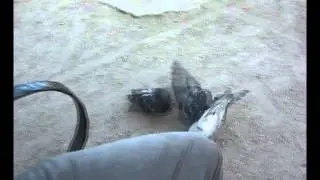 Один голубь охраняет Одну чипсину Лайс Макс