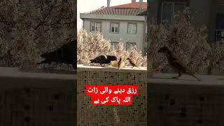 رزق دینے والی ذات اللہ پاک کی ہے #tahirgulvlogs #tahirgul #الله #رزق #birds