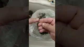 ч.5 Как варить раков. Обязательно чистить раков перед варкой.