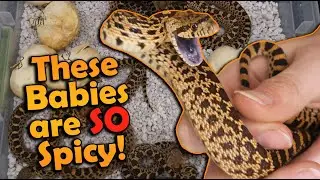 SUPER ANGRY Bullsnakes Hatching!