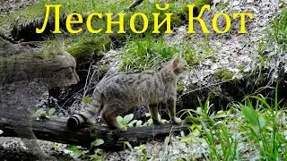 Кавказский Лесной Кот / Wildcat / Gatto Selvatico