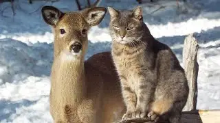 Cats behave naturally 😹 Funny Cats Make Friend with Other Animal