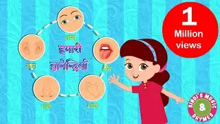 Five Senses Song | Educational Rhymes | Kids Songs | Bindi's Music & Rhymes