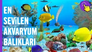 Akvaryumda Beslenebilen En Popüler 7 Tatlı Su Balığı | Hayvanlar Alemi - Aklında Olsun