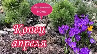 Красивый сад.Конец Апреля.Изменения в Саду.Барбарисы.Ритмичная посадка.Сантолина, оживет ли? Дача.