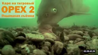 Карп на тигровый орех 2 Подводная съёмка
