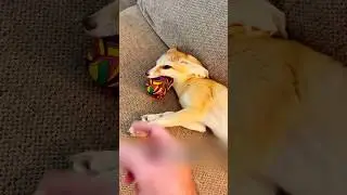 Милая и забавная лисичка 🥰🥹 #животные #милыеживотные