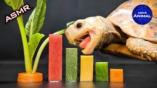 ASMR Mukbang Eating Food ✨ Turtle Tortoise 98