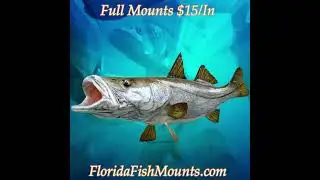 Custom Lifelike Snook Fish Mounts by Greg Cassell at www.FloridaFishMounts.com #customfishreplicas