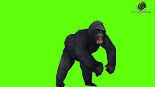 Gorilla Green Screen HD 2