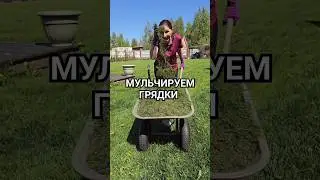 Мульчируем грядки 