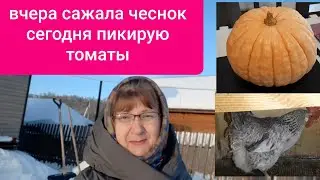 Итальянская тыква. В Борковских курах разочаровалась.