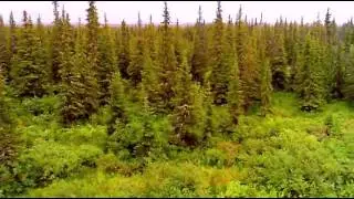 Усинск. На Возее расцвёл иван-чай (Видео клип, 2014)