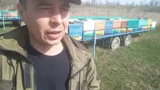 23.03.2023 пошла замена зимовалой пчелы